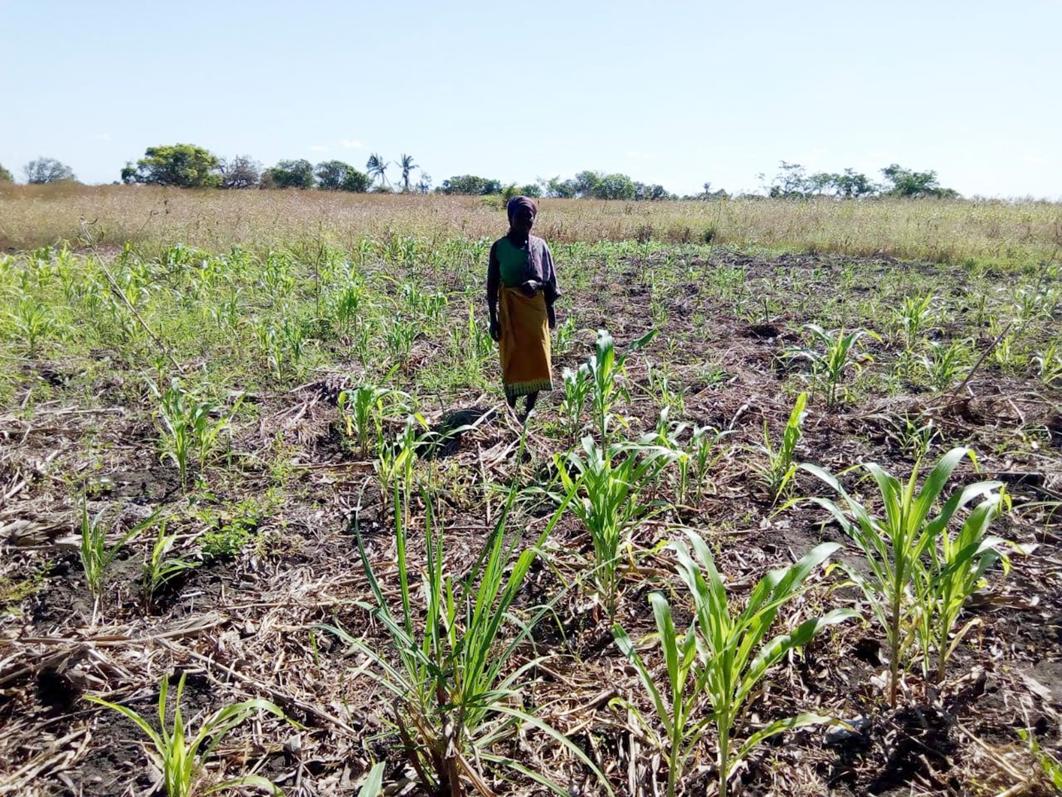 Mozambique field