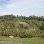 Hilly Bangladeshi farms